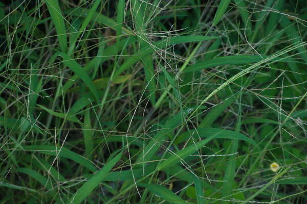 Digitaria ciliaris Habit