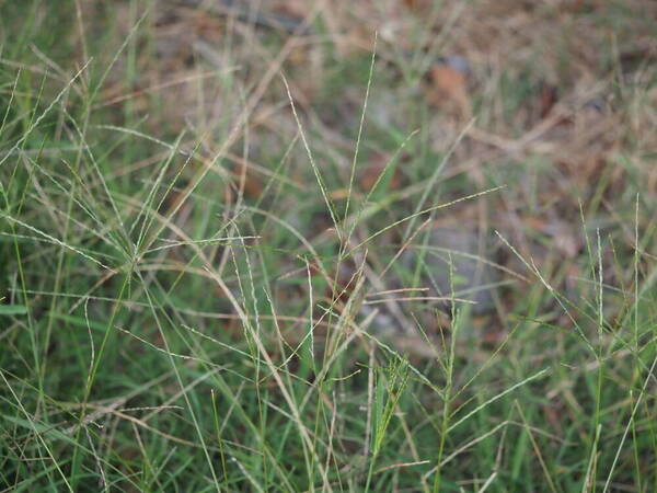 Digitaria ciliaris Habit