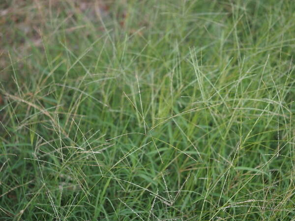 Digitaria ciliaris Habit