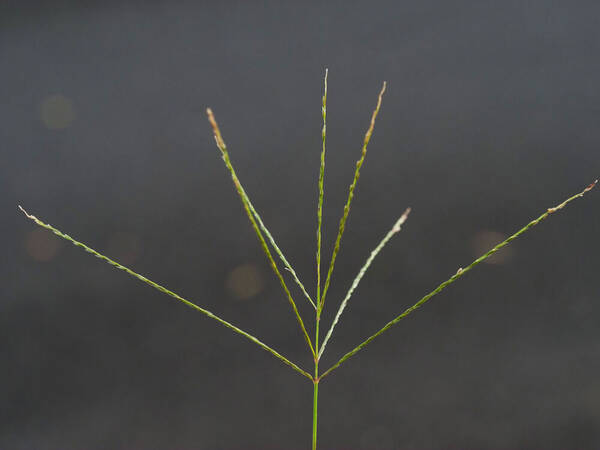 Digitaria ciliaris Inflorescence