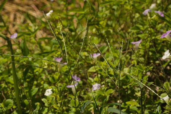 Digitaria ciliaris Inflorescence