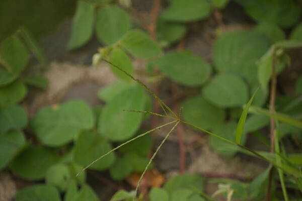 Digitaria ciliaris Inflorescence