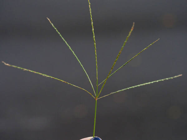 Digitaria ciliaris Inflorescence