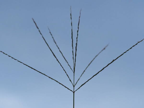 Digitaria ciliaris Inflorescence