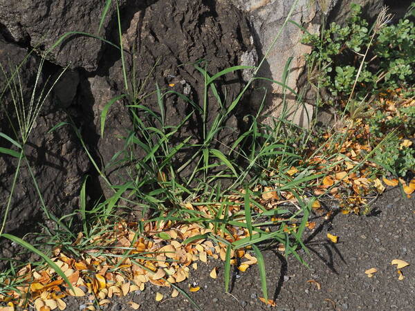 Digitaria ciliaris Plant