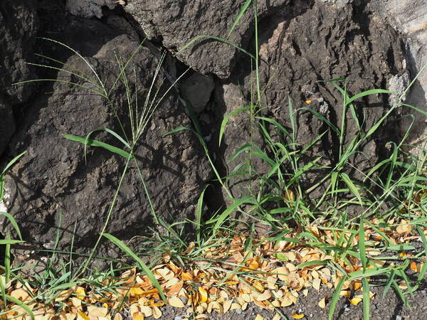 Digitaria ciliaris Plant