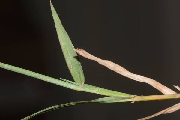 Digitaria didactyla Collar