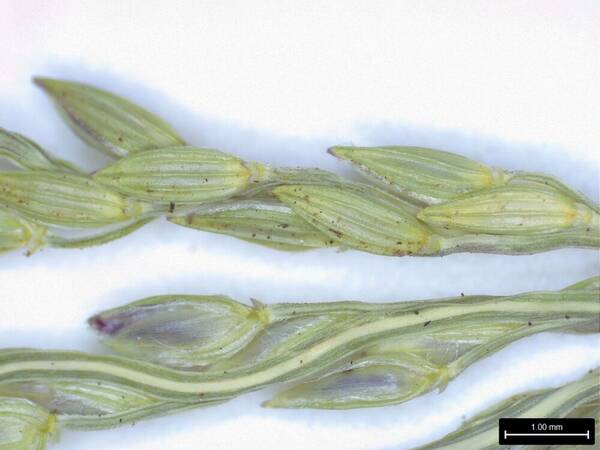 Digitaria didactyla Spikelets