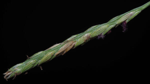 Digitaria didactyla Spikelets