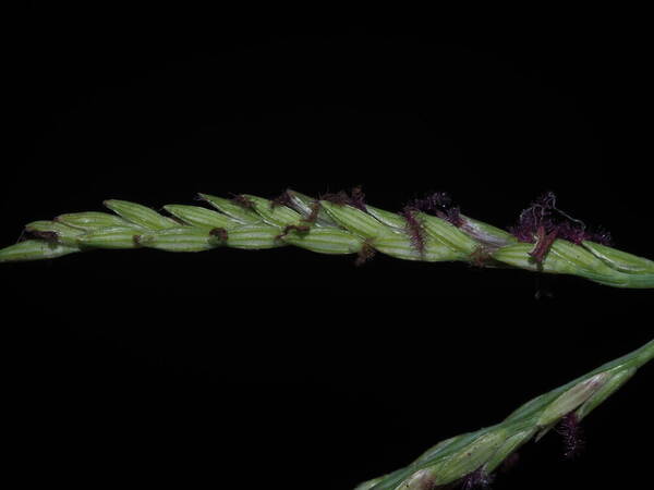 Digitaria didactyla Spikelets