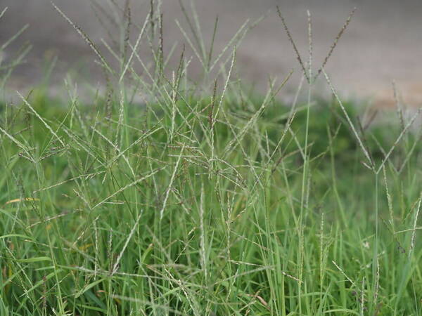 Digitaria didactyla Habit