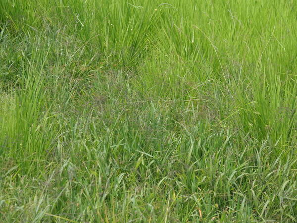 Digitaria didactyla Habit