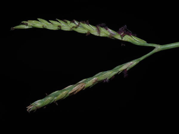 Digitaria didactyla Inflorescence