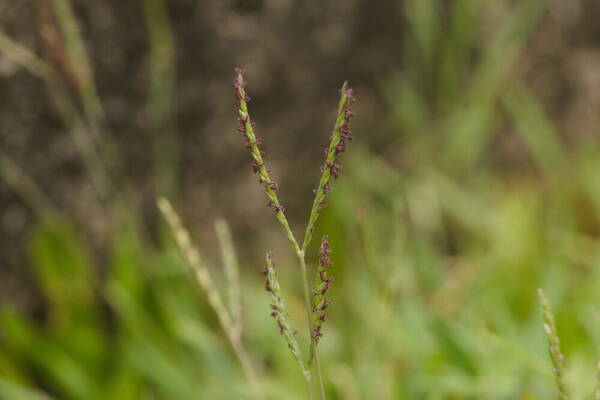 Digitaria didactyla Inflorescence