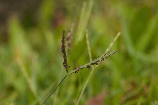 Digitaria didactyla Inflorescence