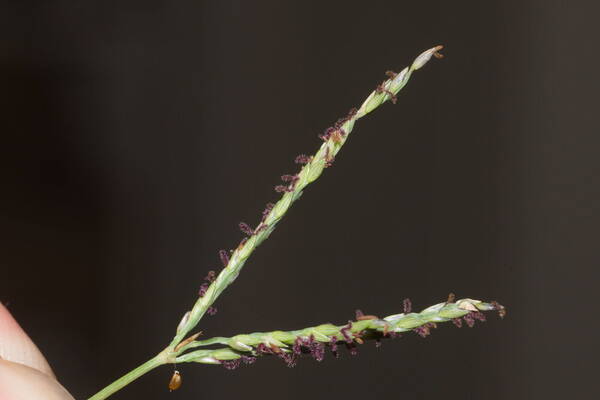 Digitaria didactyla Inflorescence