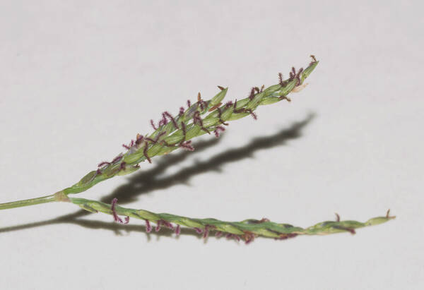 Digitaria didactyla Inflorescence