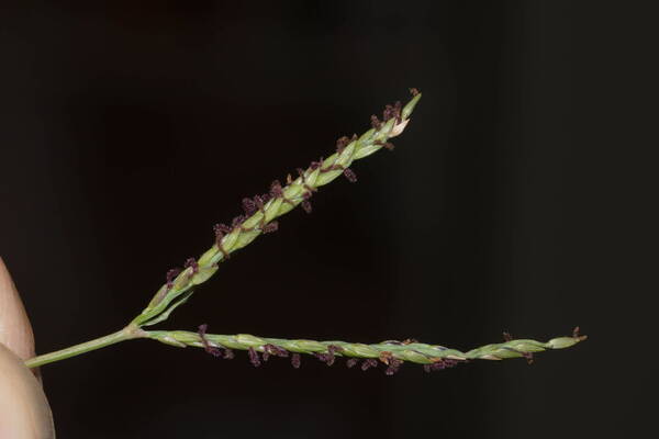 Digitaria didactyla Inflorescence