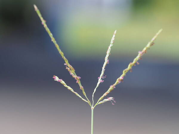 Digitaria didactyla Inflorescence