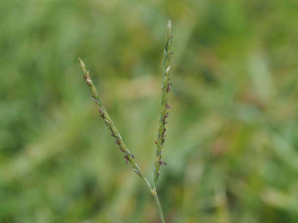 Digitaria didactyla Inflorescence