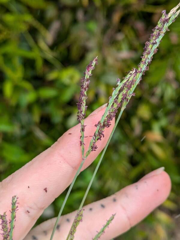 Digitaria didactyla Inflorescence