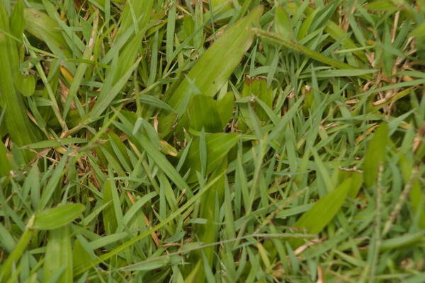 Digitaria didactyla Plant