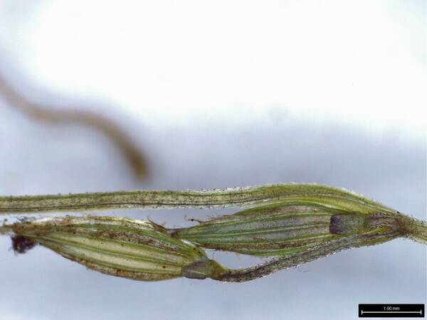 Digitaria divaricatissima Spikelets