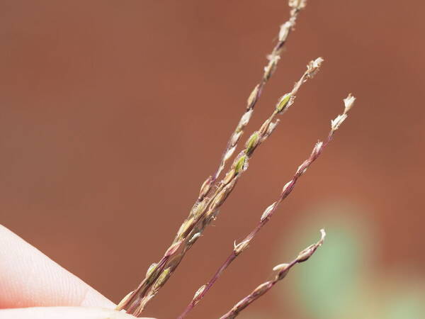 Digitaria divaricatissima Spikelets