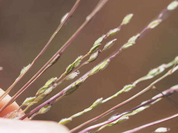 Digitaria divaricatissima Spikelets