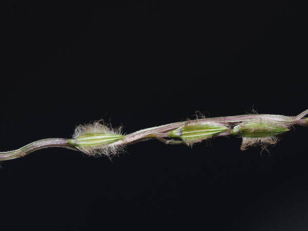 Digitaria divaricatissima Spikelets