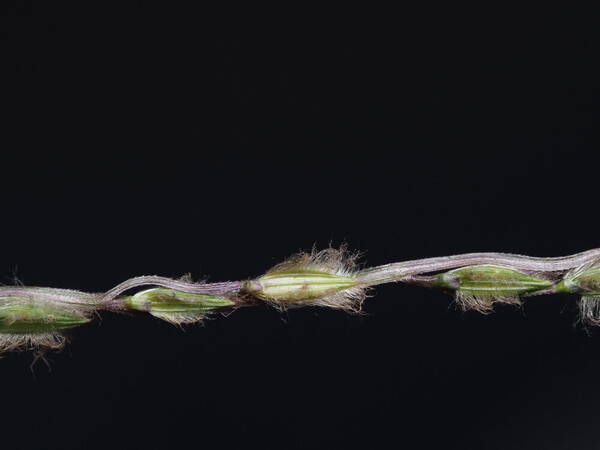 Digitaria divaricatissima Spikelets