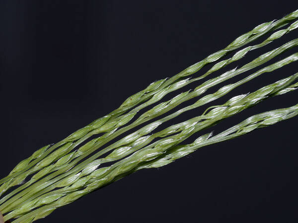 Digitaria divaricatissima Spikelets