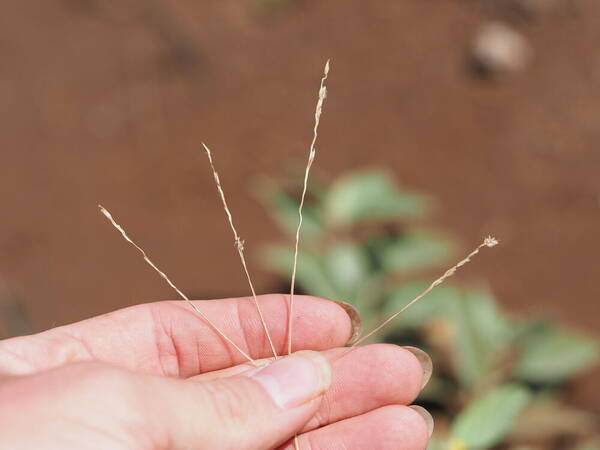 Digitaria divaricatissima Inflorescence