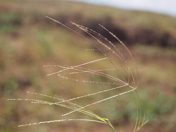 Digitaria divaricatissima Inflorescence