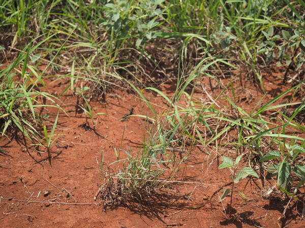 Digitaria divaricatissima Plant