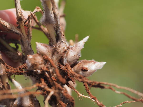 Digitaria divaricatissima Rhizomes