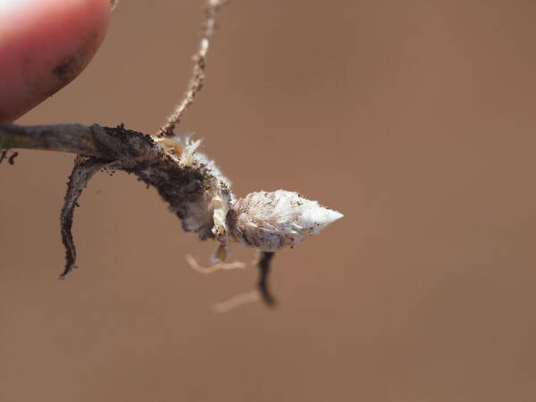 Digitaria divaricatissima Rhizomes