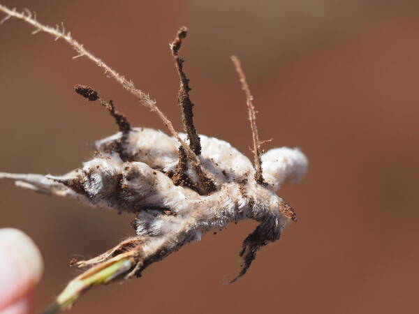 Digitaria divaricatissima Rhizomes