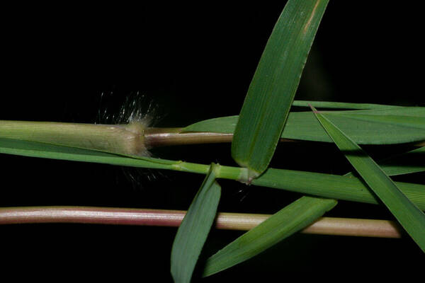 Digitaria eriantha Collar