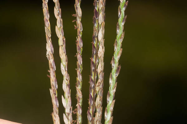 Digitaria eriantha Spikelets