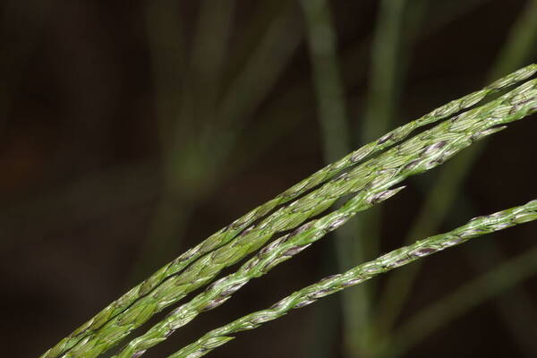 Digitaria eriantha Spikelets