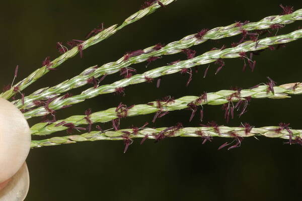 Digitaria eriantha Spikelets