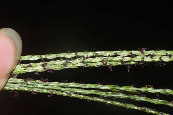 Digitaria eriantha Spikelets