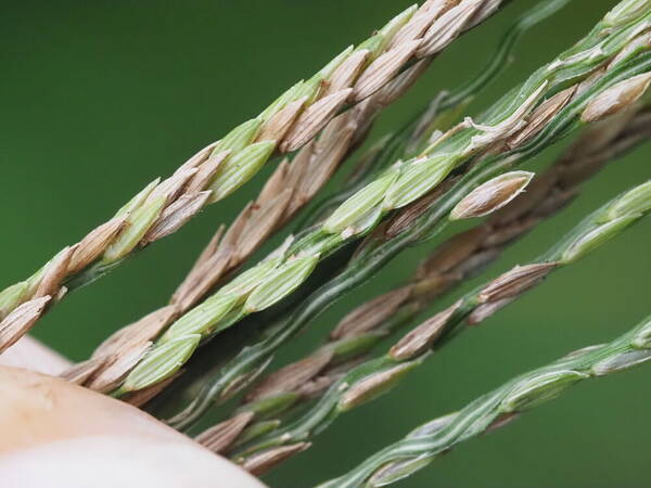 Digitaria eriantha Spikelets