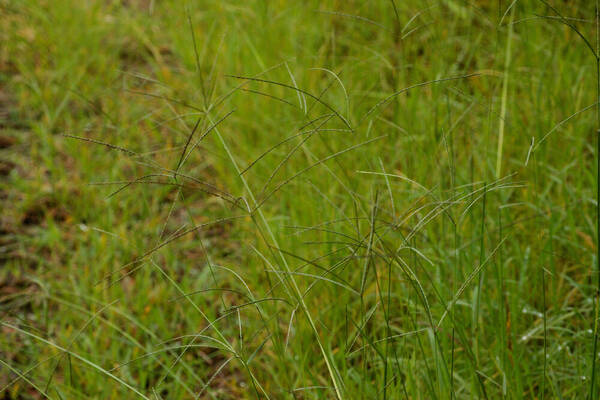 Digitaria eriantha Habit