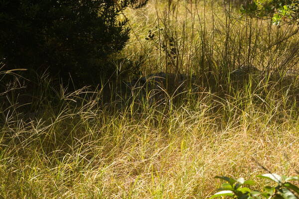 Digitaria eriantha Habit