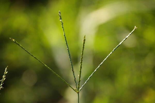 Digitaria eriantha Inflorescence