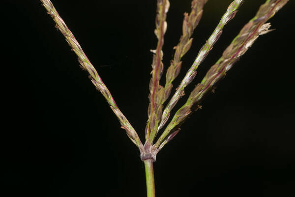 Digitaria eriantha Inflorescence