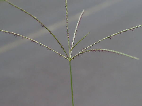 Digitaria eriantha Inflorescence