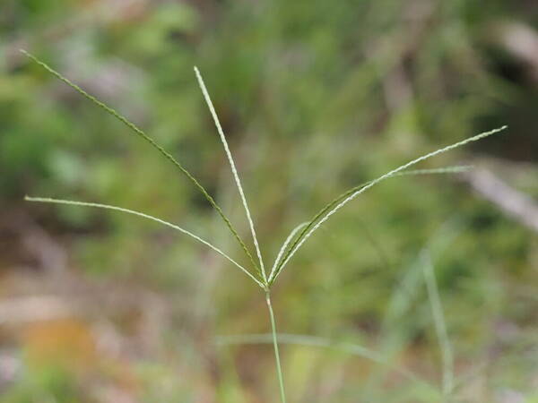 Digitaria eriantha Inflorescence